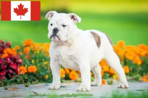 Read more about the article English Bulldog crescători și căței în Canada