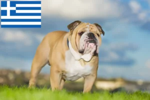 Read more about the article English Bulldog crescători și căței în Grecia
