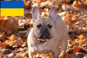 Read more about the article Bulldog francez crescători și căței în Ucraina
