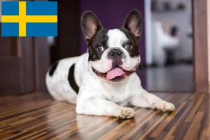 Read more about the article Bulldog francez crescători și căței în Suedia