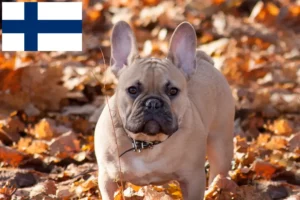 Read more about the article Bulldog francez crescători și căței în Finlanda
