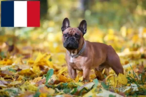 Read more about the article Crescători de Bulldog Francez și căței în Franța
