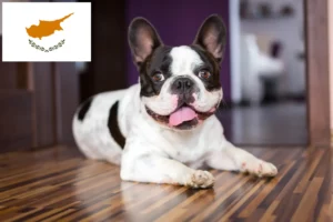 Read more about the article Bulldog francez crescători și căței în Cipru