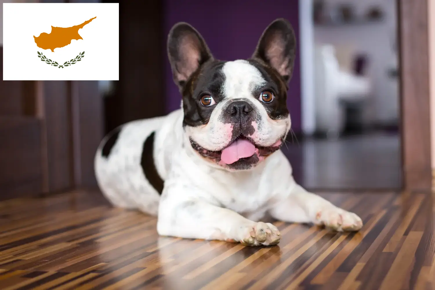 Read more about the article Bulldog francez crescători și căței în Cipru