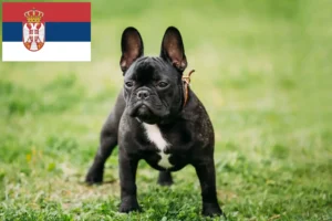Read more about the article Crescători de Bulldog Francez și căței în Serbia