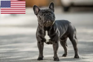Read more about the article Bulldog francez crescători și căței în SUA