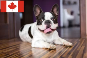 Read more about the article Bulldog francez crescători și căței în Canada