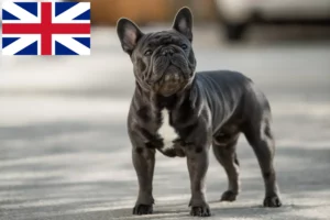 Read more about the article Bulldog francez crescători și căței în Marea Britanie