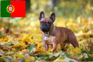 Read more about the article Crescători de Bulldog Francez și căței în Portugalia