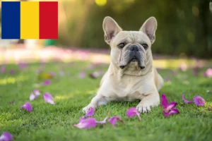 Read more about the article Crescători de Bulldog Francez și căței în România