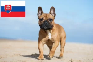 Read more about the article Crescători de Bulldog Francez și căței în Slovacia