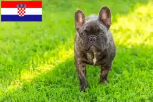 Read more about the article Crescători de Bulldog Francez și căței în Croația