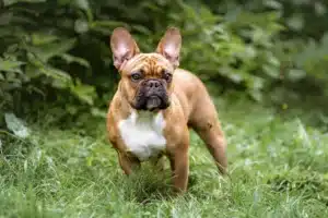 Read more about the article Bulldog francez Breeder