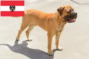 Read more about the article Bullmastiff crescători și căței în Austria