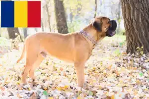 Read more about the article Crescători de Bullmastiff și căței în România