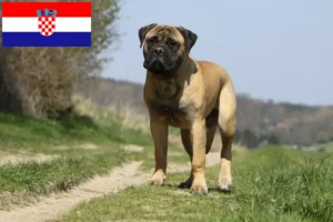Read more about the article Bullmastiff crescători și căței în Croația