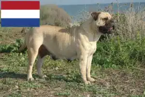 Read more about the article Bullmastiff crescători și căței în Olanda