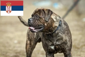 Read more about the article Bullmastiff crescători și căței în Serbia