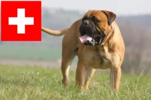 Read more about the article Bullmastiff crescători și căței în Elveția