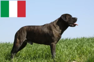 Read more about the article Bullmastiff crescători și căței în Italia