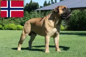 Read more about the article Bullmastiff crescători și căței în Norvegia