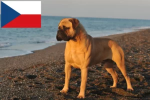 Read more about the article Bullmastiff crescători și căței în Republica Cehă