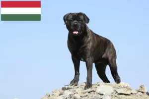 Read more about the article Bullmastiff crescători și căței în Ungaria
