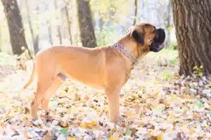 Read more about the article Bullmastiff crescător