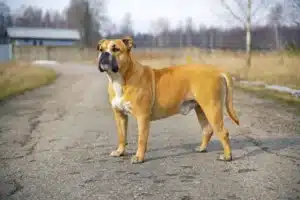 Read more about the article Ca de Bou breeder