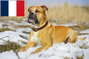 Read more about the article Ca de Bou crescători și căței în Franța