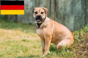 Read more about the article Ca de Bou crescători și căței în Germania