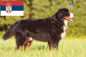 Read more about the article Bernese Mountain Dog Breeder și Cățeluși în Serbia