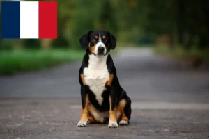 Read more about the article Entlebuch Mountain Dog Breeder și Cățeluși în Franța