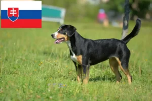 Read more about the article Entlebuch Mountain Dog Breeder și căței în Slovacia