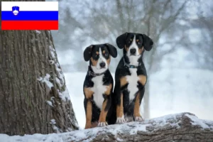 Read more about the article Entlebuch Mountain Dog Breeder și căței în Slovenia