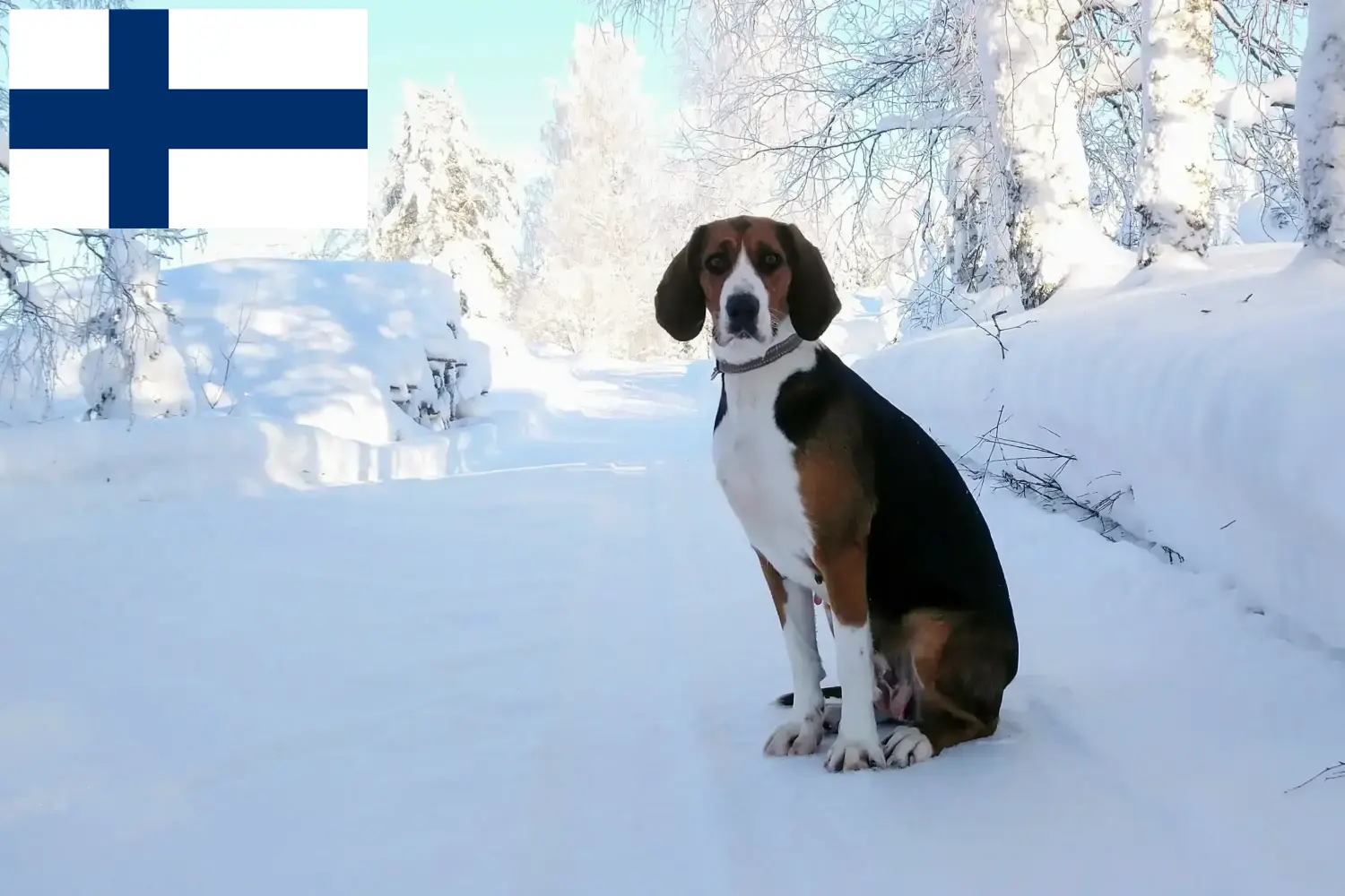 Read more about the article Crescători de câini de vânătoare finlandezi și căței în Finlanda