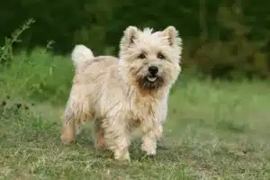 Read more about the article Cairn Terrier Breeder