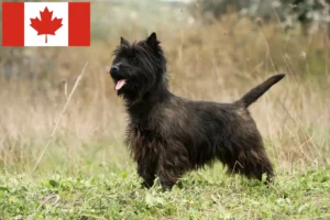Read more about the article Cairn Terrier crescători și căței în Canada