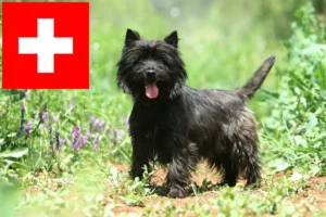 Read more about the article Cairn Terrier crescători și căței în Elveția