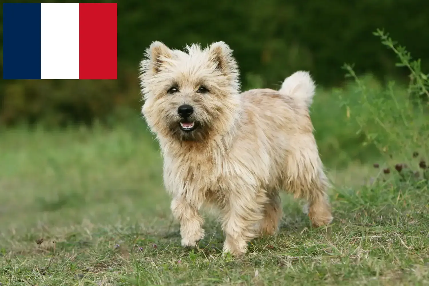 Cairn Terrier căței și crescători Franța Aici puteți găsi crescători de Cairn Terrier în Franța.