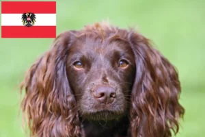 Read more about the article Field Spaniel crescători și căței în Austria