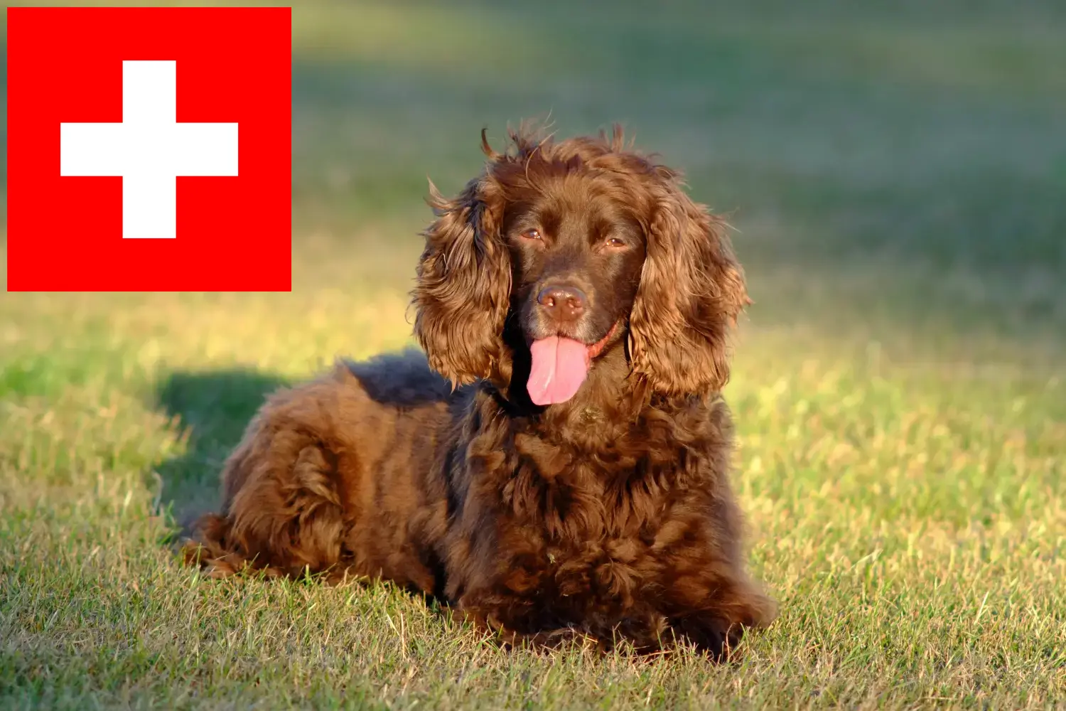 Field Spaniel căței și crescători Elveția Aici puteți găsi crescători de Field Spaniels în Elveția.