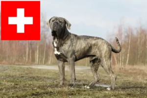 Read more about the article Cane Corso Italiano crescători și căței în Elveția