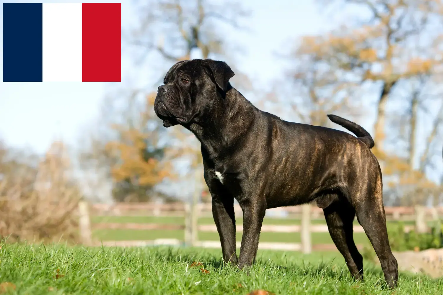 Cane Corso Italiano căței și crescători Franța Aici puteți găsi crescători de Cane Corso Italianos în Franța.