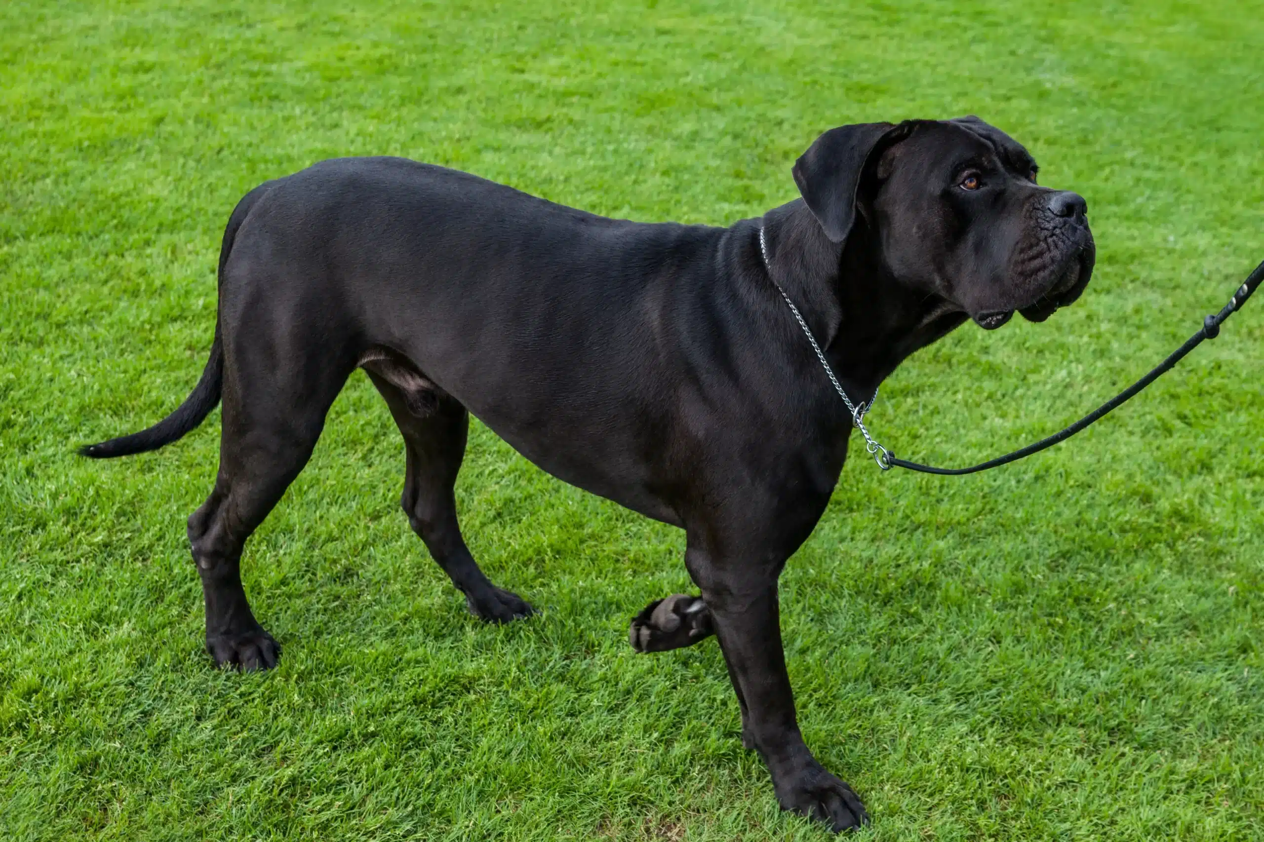 Read more about the article Cane Corso Italiano Crescător
