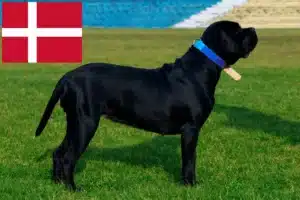 Read more about the article Cane Corso Italiano crescători și căței în Danemarca