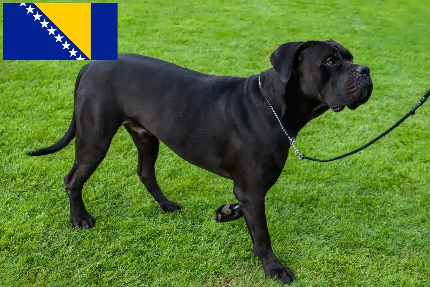 Cane Corso Italiano căței și crescători Bosnia și Herțegovina Găsiți crescători de Cane Corso Italianos în Bosnia și Herțegovina.