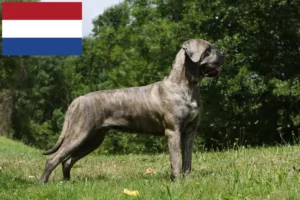 Read more about the article Cane Corso Italiano crescători și căței în Olanda