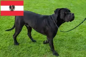 Read more about the article Cane Corso Italiano crescători și căței în Austria