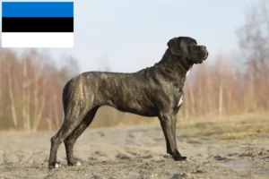 Read more about the article Cane Corso Italiano crescători și căței în Estonia